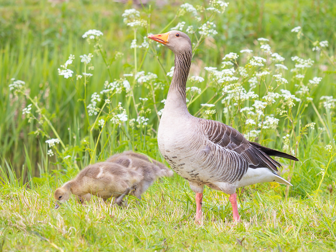 Gans bewaakt jongen