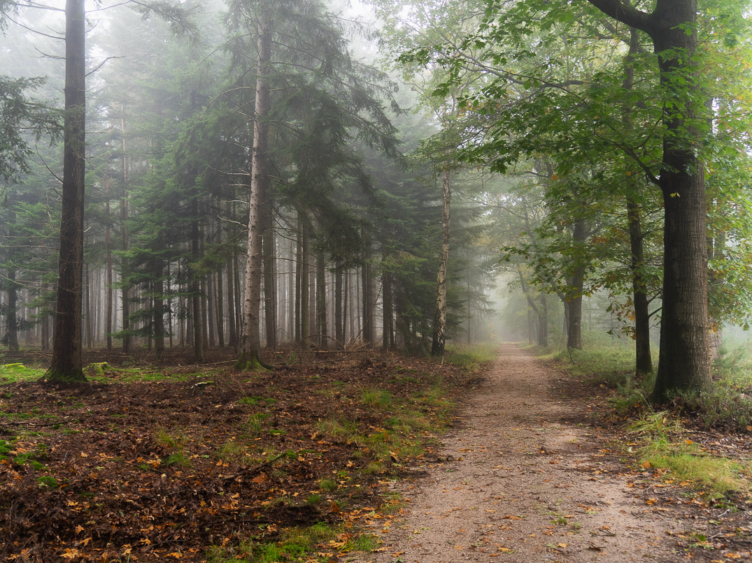 De mist hangt sereen in het bos, waar de bomen zichtbaar zijn in het zachte licht. Een weg loopt naar de horizon en verwdijnt in een grijze waas.