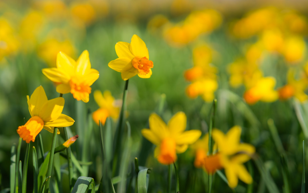 Veld vol met narcissen.