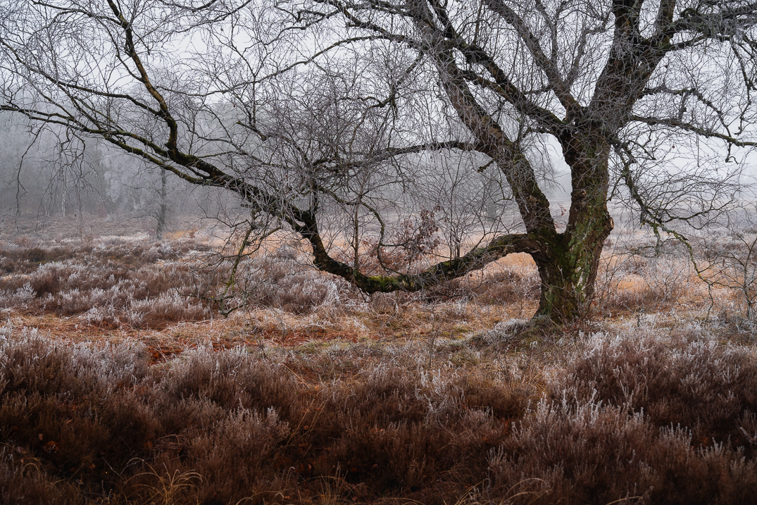 Besneeuwde boomstam in de winter op de Edese Heide. Het witte landschap en de minimalistische compositie maken dit tot een fijne winterfoto.