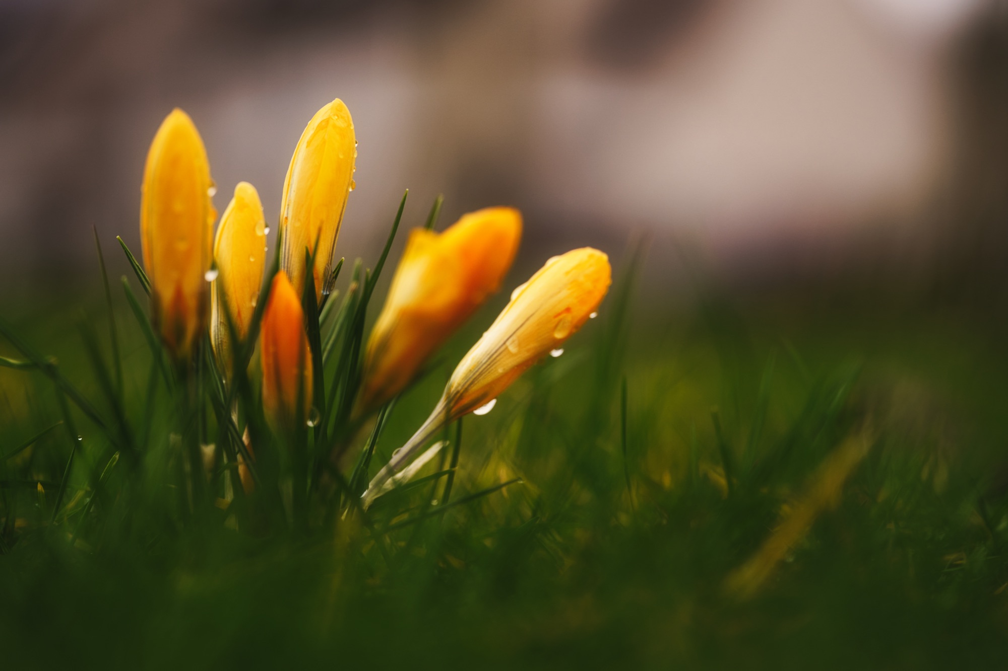 Bosje natte krokussen in het gras
