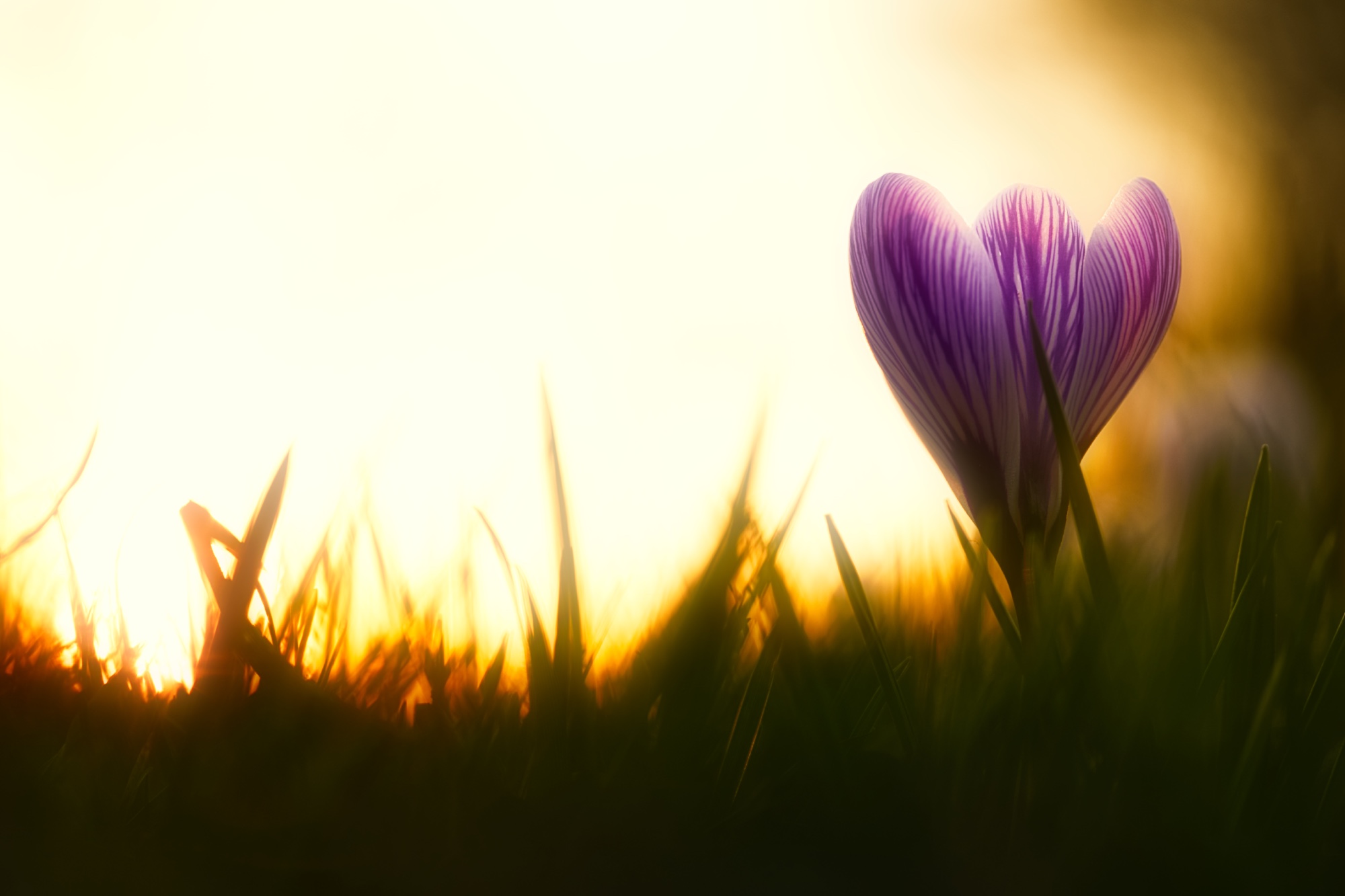 In een dromerige sfeer staat een krokus eenzaam te shinen tussen het gras
