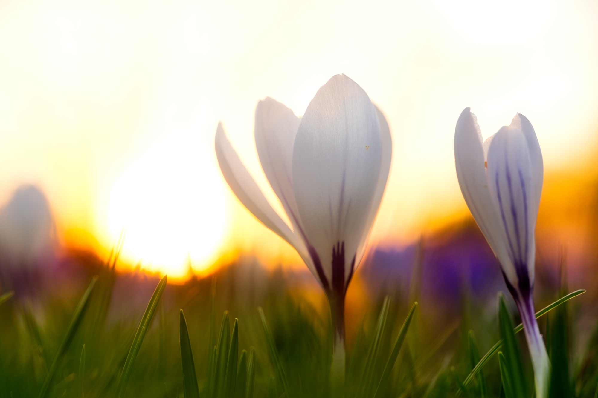 Tere krokus waarvan een van de blaadjes tegen de zon op de achtergrond leunt