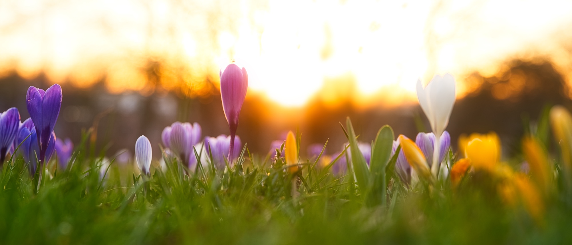 Rijtje krokussen in het gras met op de achtergrond de zonsondergang