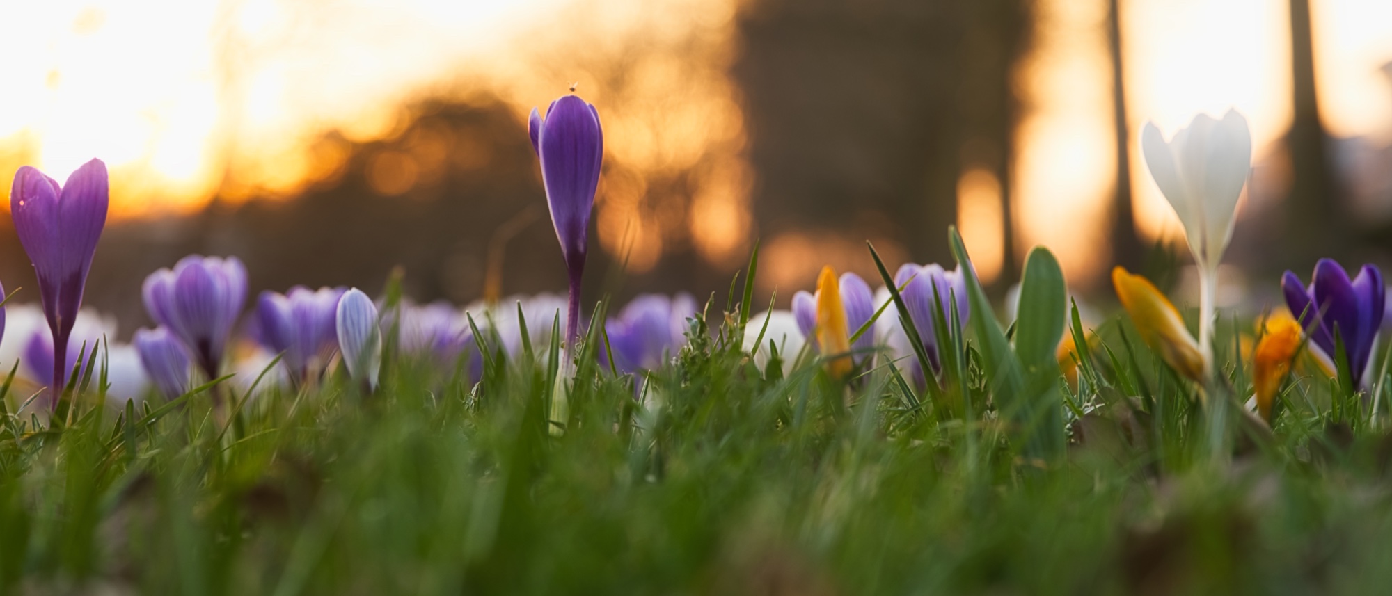 De eerste krokussen steken hun kopjes boven het gras uit