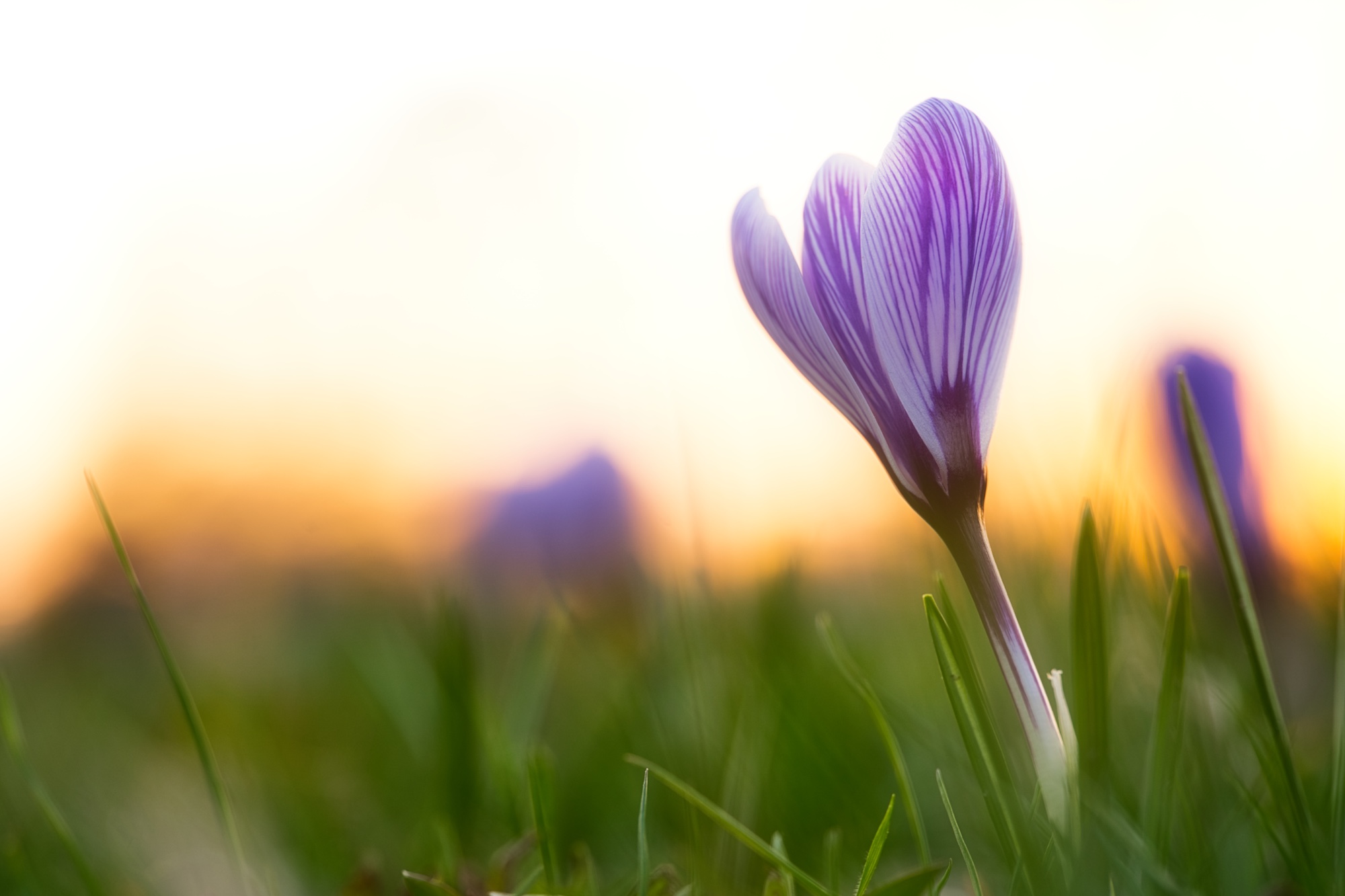 Een prachtig generfde krokus staat te shinen in de zon