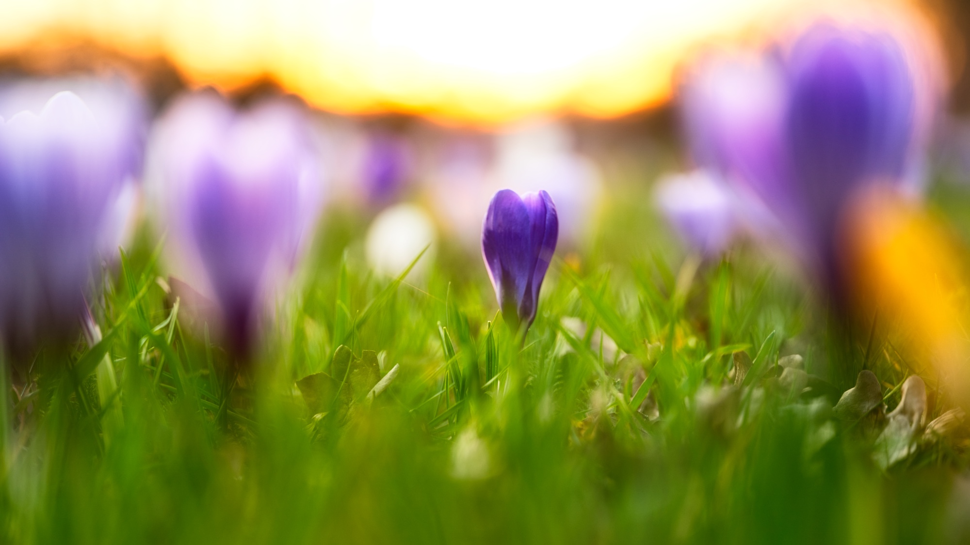 Eenzame krokus omringt door vage figuren van z'n mede-krokussen